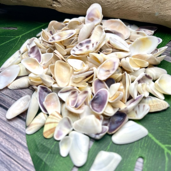 100 Florida Assorted Shells Coquinas, Tellins, Wedge Mixed 
Collect DIY Crafting - Picture 11 of 16